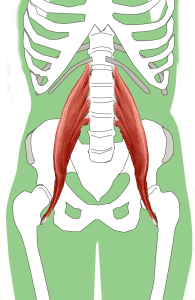 Psoas Muscle