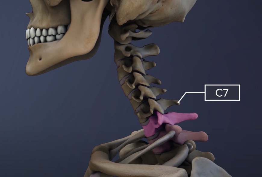 C7 & T1 vertebrae